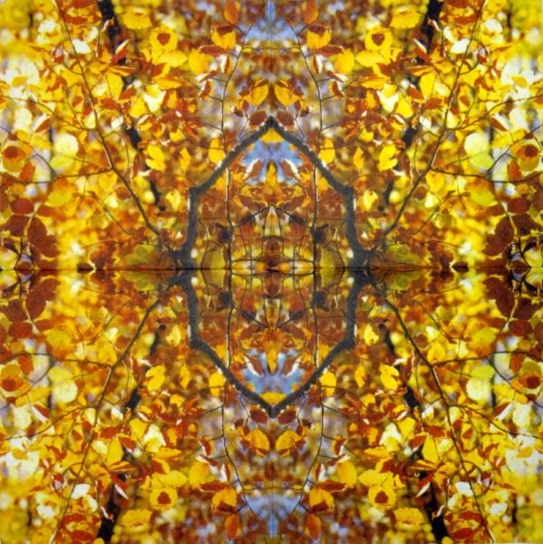 001 Pflanzen - 3 lagig - Molca